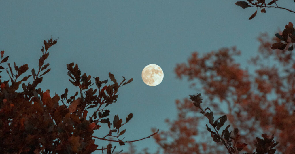 Lua Cheia vista em meio a vegetação. 