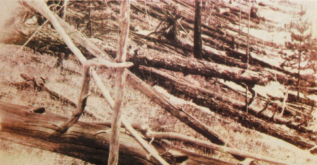 Foto da expedição de 1927 liderada por Leonid Kulik, mostrando árvores derrubadas pela explosão de Tunguska, em 1908. 