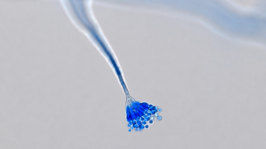 Foto do fungo Aspergillus calidoustus.