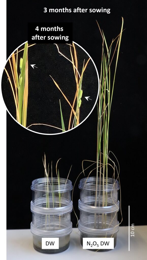 Japoneses querem plantar arroz na Lua 2 Crescimento de arroz no simulador de regolito lunar com água dissolvida N2O5. Em comparação com o controle somente de água, as plantas tratadas com a solução N2O5 apresentaram um crescimento acentuadamente aprimorado três meses após a semeadura. Além disso, a direção foi observada quatro meses após a semeadura, indicando que a solução de N2O5 é eficaz como fertilizante nitrogenado. Crédito: Toshiro Kaneko