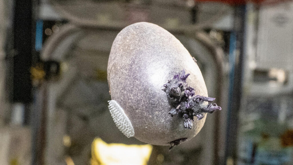 Batata roxa cultiva no espaço, a bordo da Estação Espacial Internacional. 