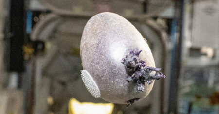 ISS ganha batata roxa digna de “Perdido em Marte”
