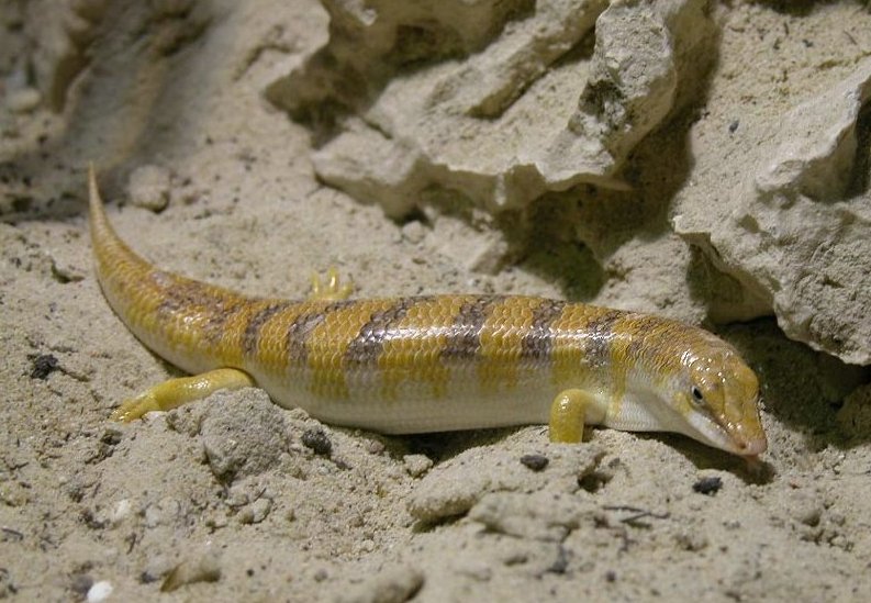 Foto do lagarto-peixe-da-areia (Scincus scincus). Imagem: Wikimedia Commons